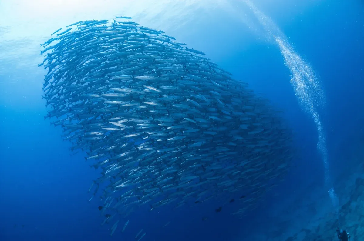 Schooling Chevron Barracudas, The Channel.
