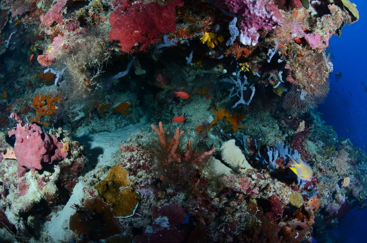 Soft corals and sponges under a ledge, Fantasy Wall.