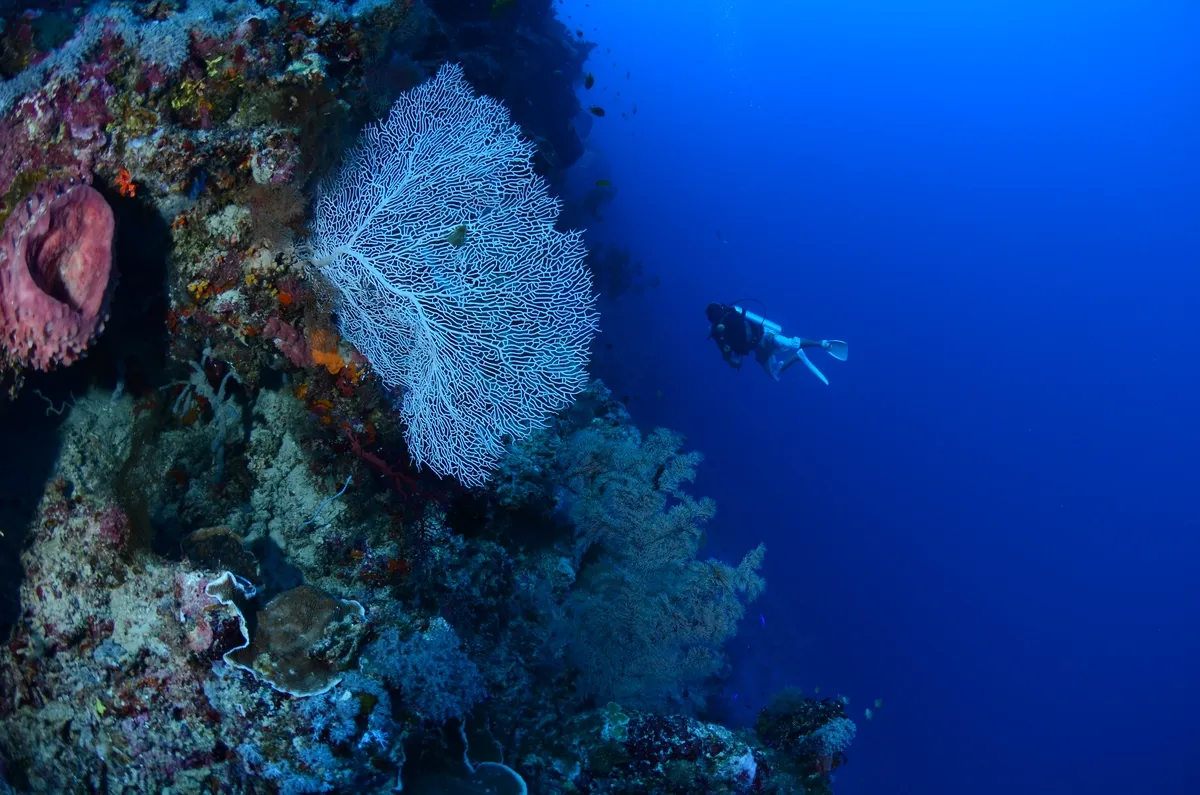 Gorgonian sea fan on Fantasy Wall, the resort's house reef.