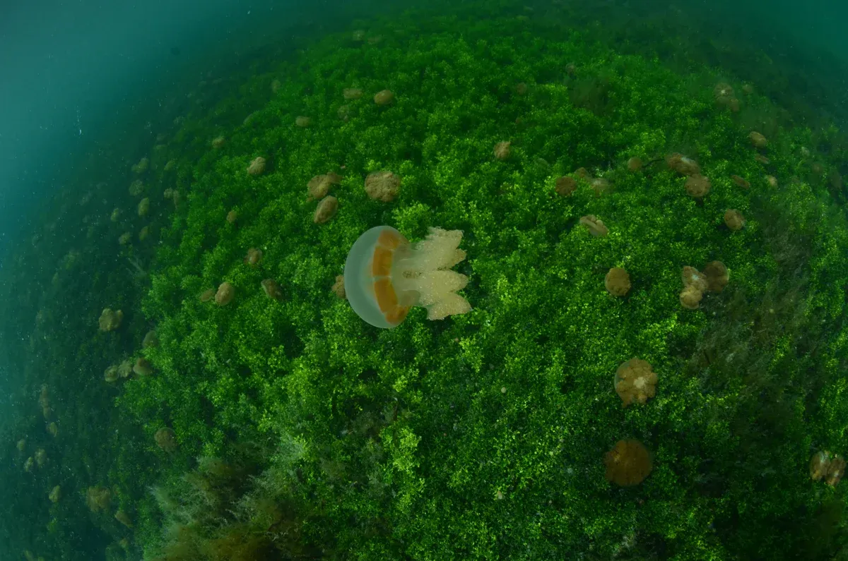 Jellyfish, Danau Kakaban.