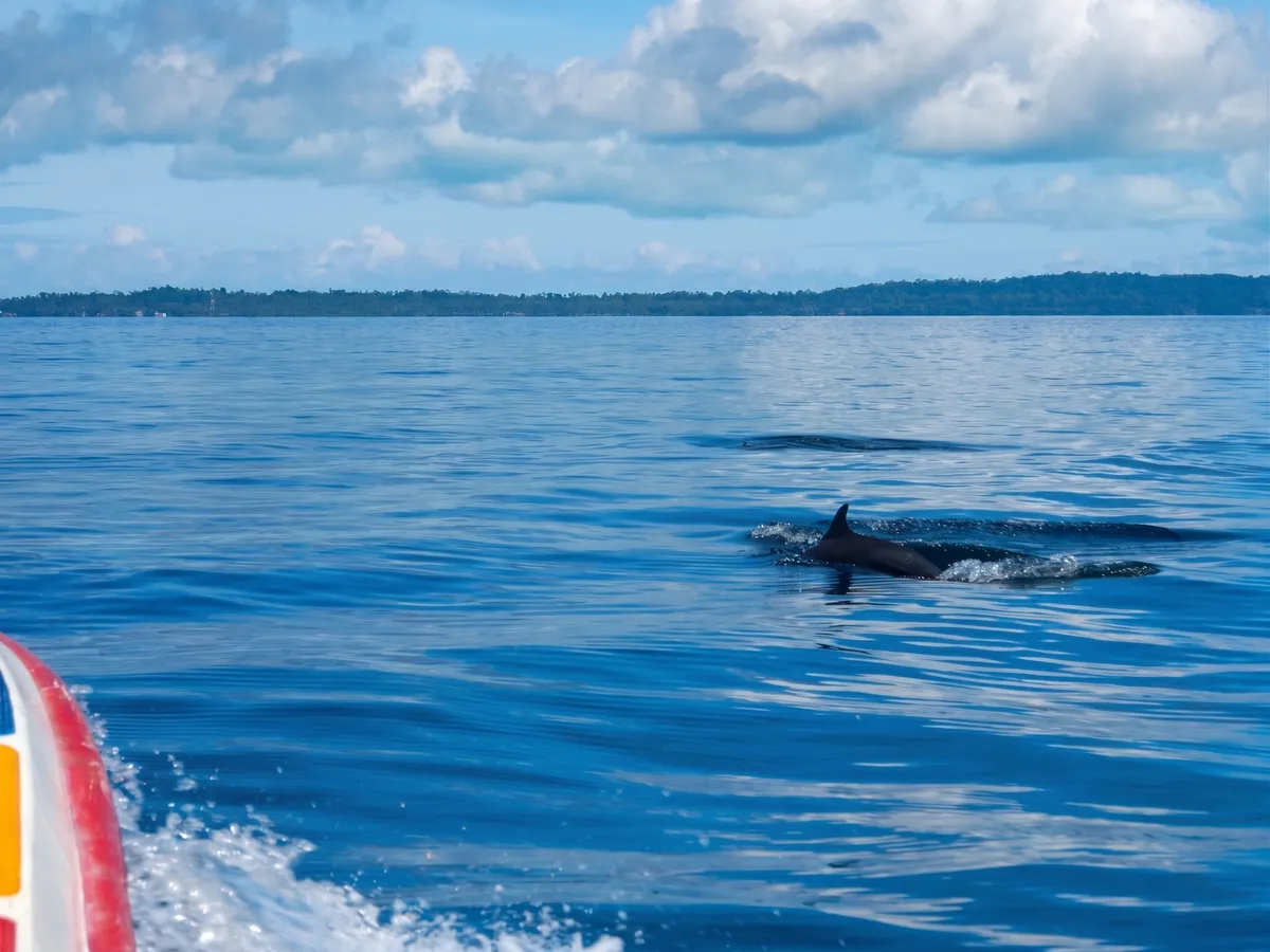 Sometimes you'll encounter a pod of bottlenose dolphins.