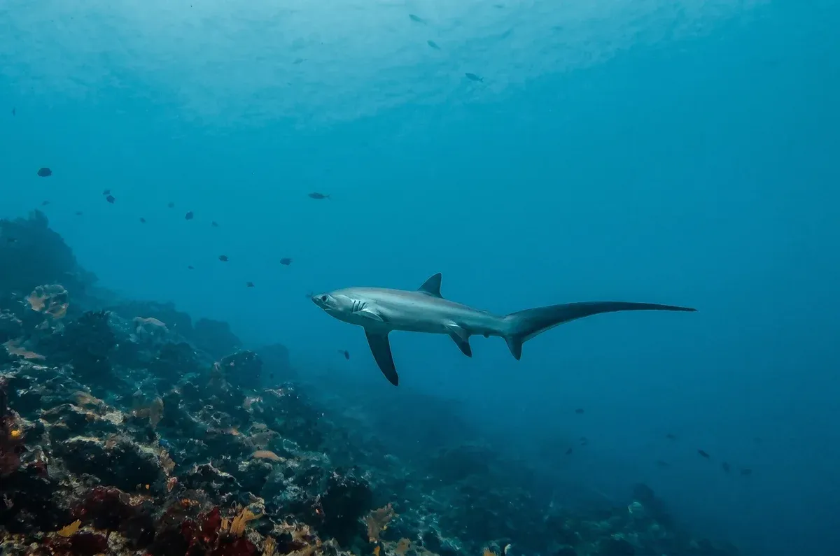 Thresher shark, Mid Reef.