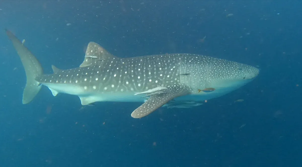 Whale sharks sharing food at bagan platforms.